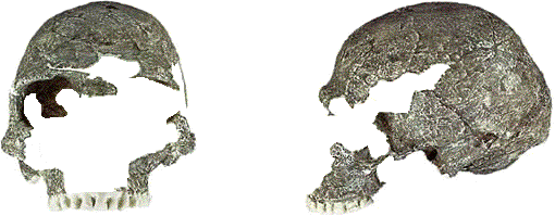 Fossil skull images.