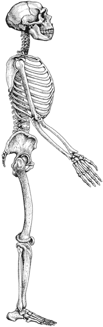 Skeleton of Homo sapiens neanderthalensis.