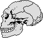 Click to view the fossil skull postcard.